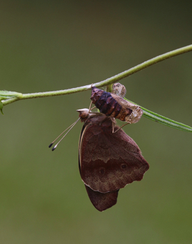 Common Buckeye
post-emergence